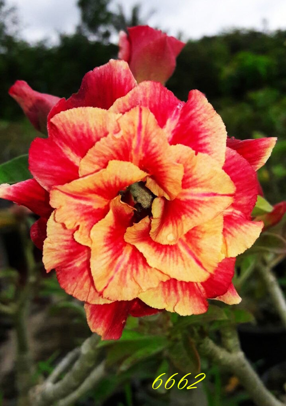 New! Adenium Obesum Desert rose" 6662 " Fresh 200 Seeds