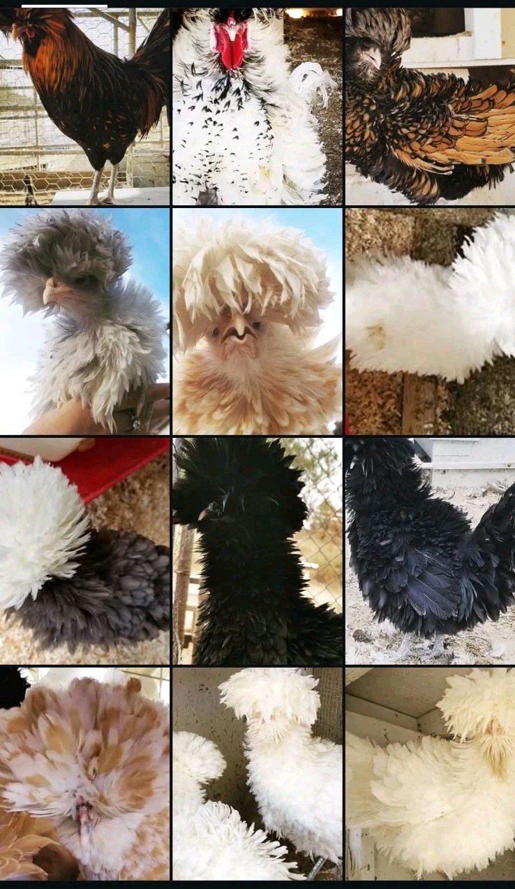 18+polish frizzle hatching eggs Npip Cert