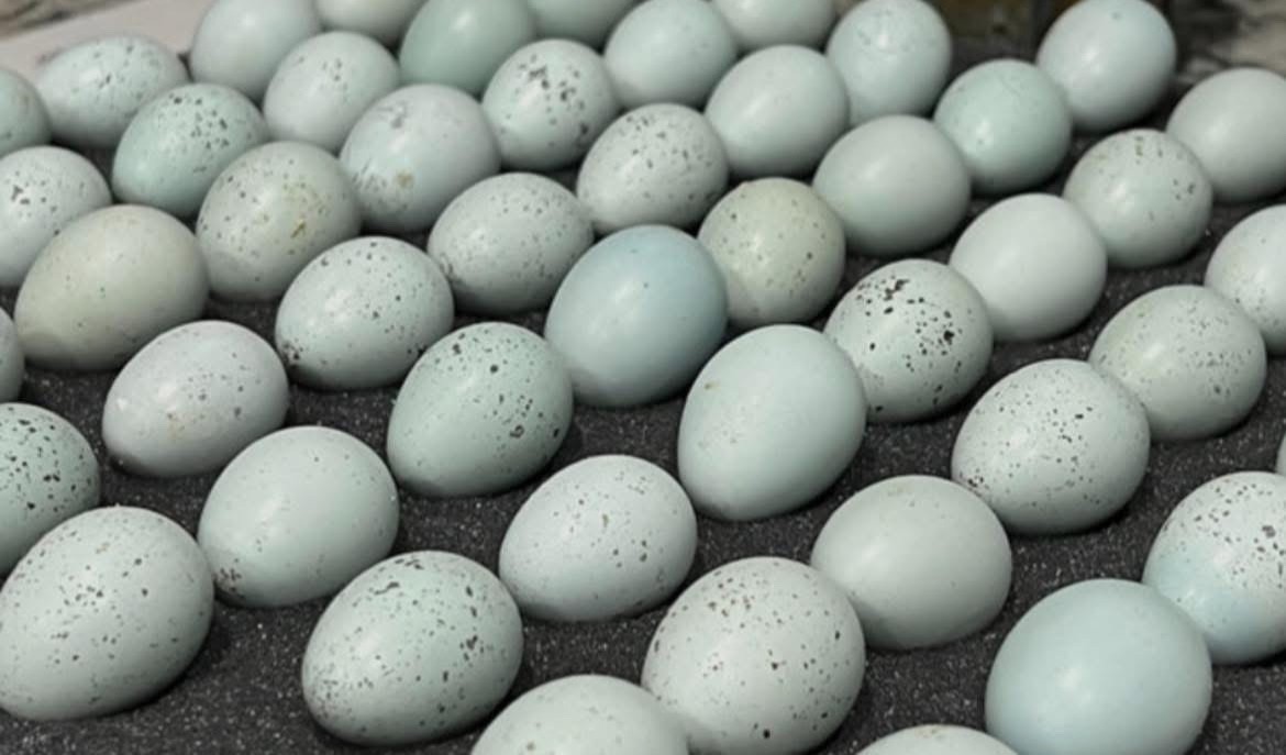 30 Rare JUMBO Celadon hatching eggs NPIP tested