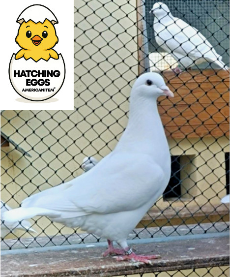 2 FERTILE FRESH WHITE KING PIGEON HATCHING EGGS QUICK USPS 3 DAY PRIORITY MAIL