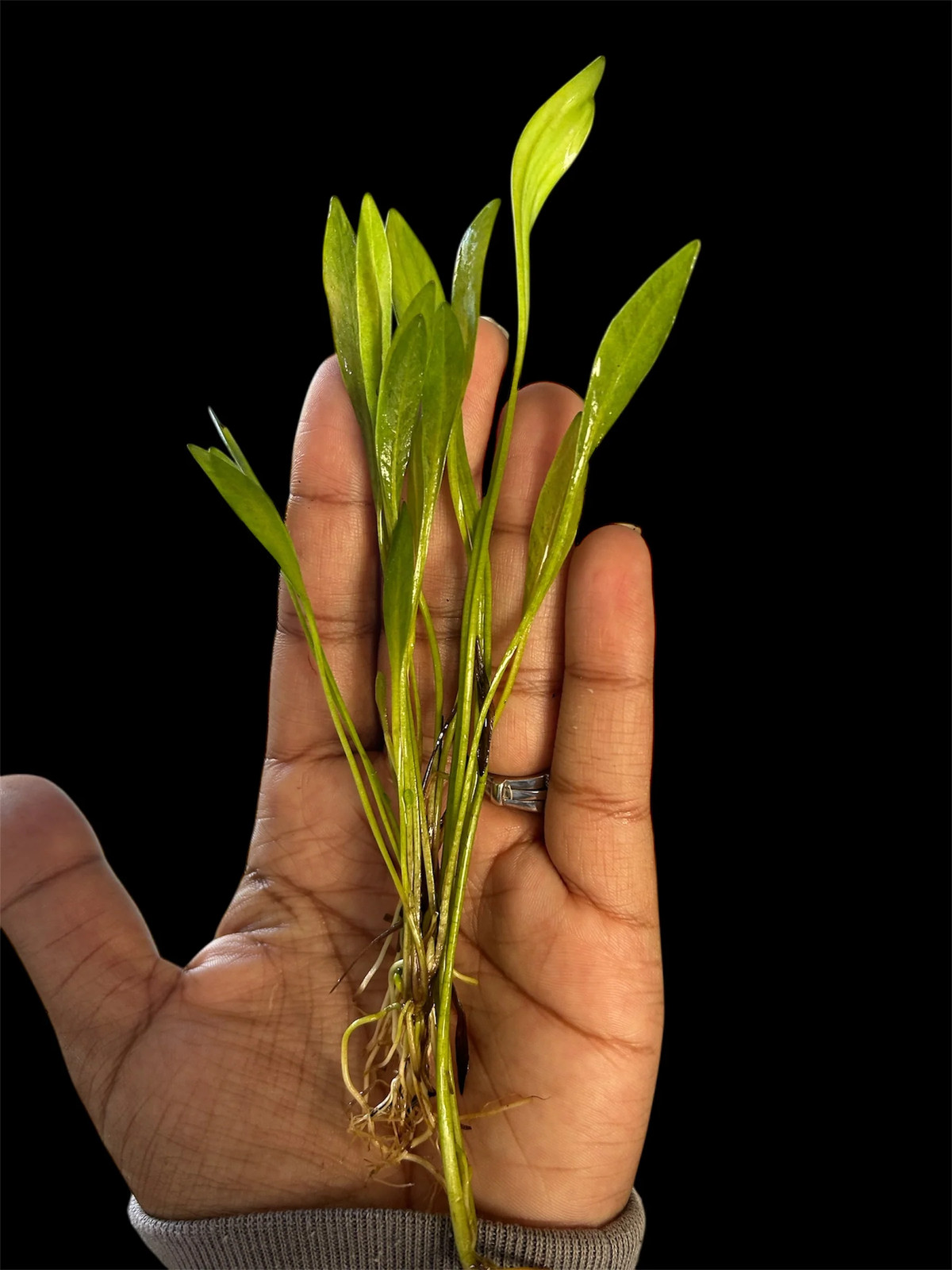 Broad Leaf Chain Sword – Hardy, Vibrant Midground Aquarium Plant (Echinodorus