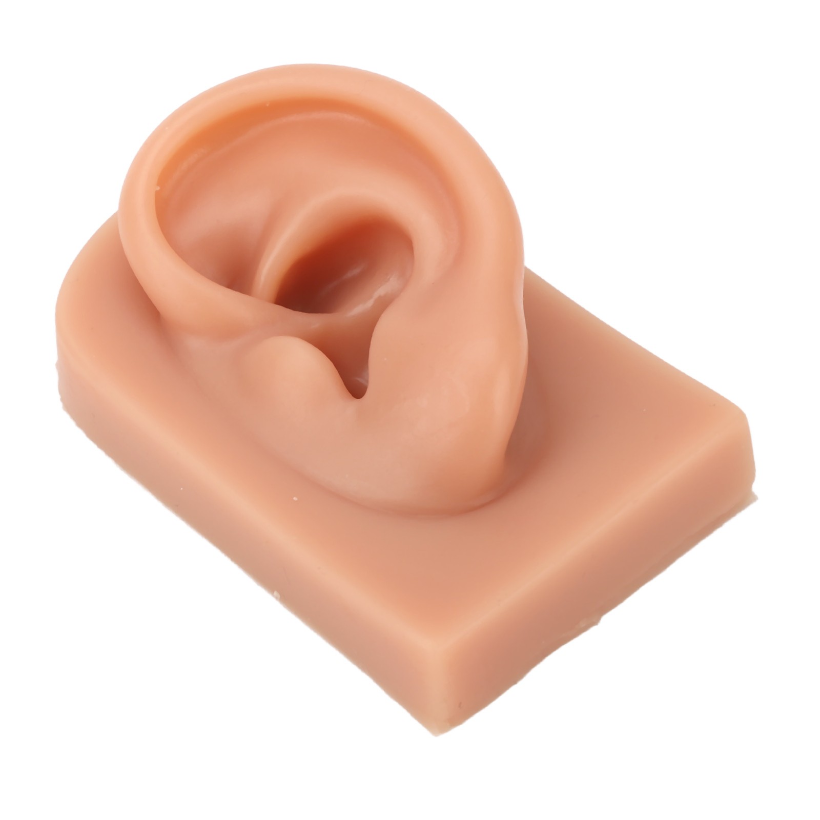 Professional Piercing Practice Ear Model For Earrings Display NEW↑