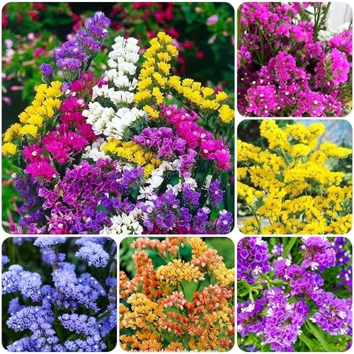 1000+ Perennial Limonium Statice Flower Seeds for Planting Non-GMO Heirloom