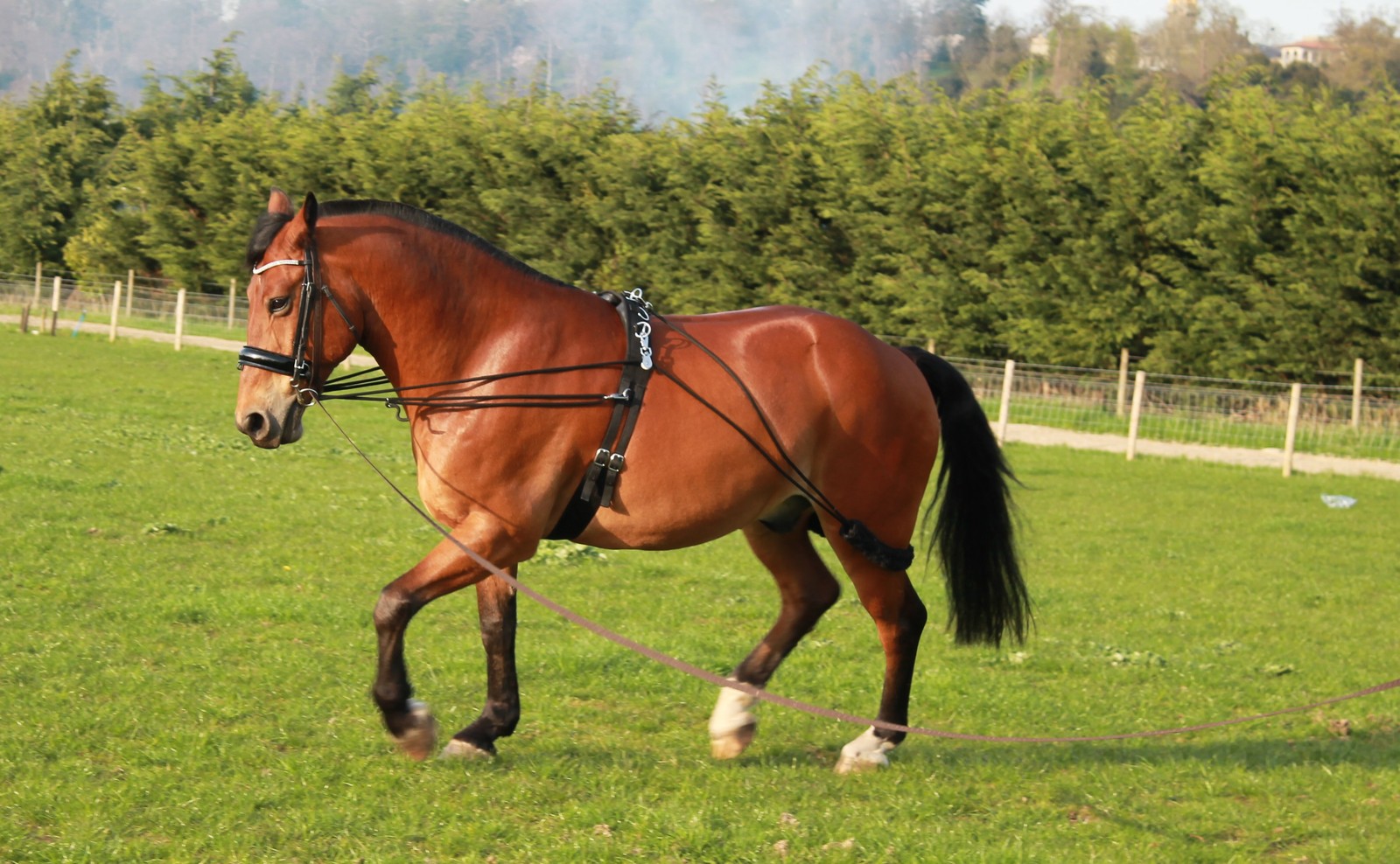 New Horse Training aid Black Brown White one size fits all on sale