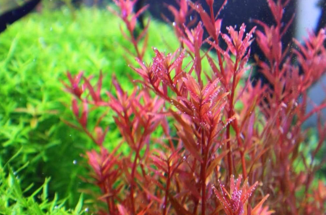 Rotala Vietnam H’Ra – 7 Stems – Live Versatile Aquarium Plant