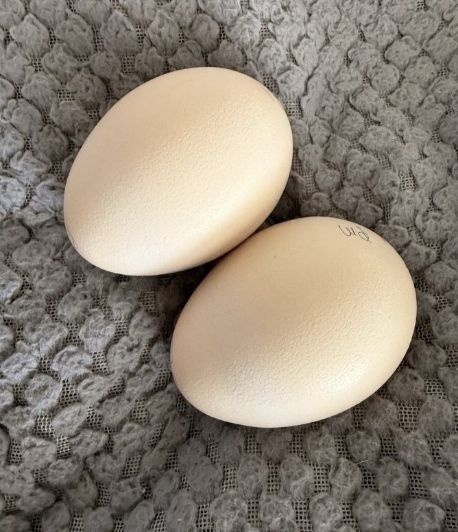 2 🦚PEACOCK/PEAFOWL HATCHING EGGS- ASSORTED FLOCK!COLORS! IN HAND READY TO SHIP