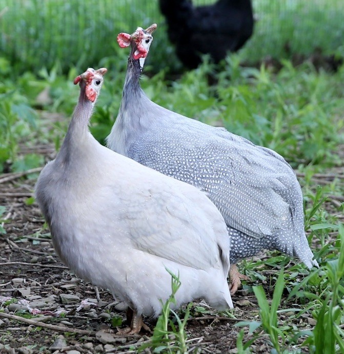 10++ NPIP Guinea Hen Hatching Eggs - Assorted Colors - Read Description