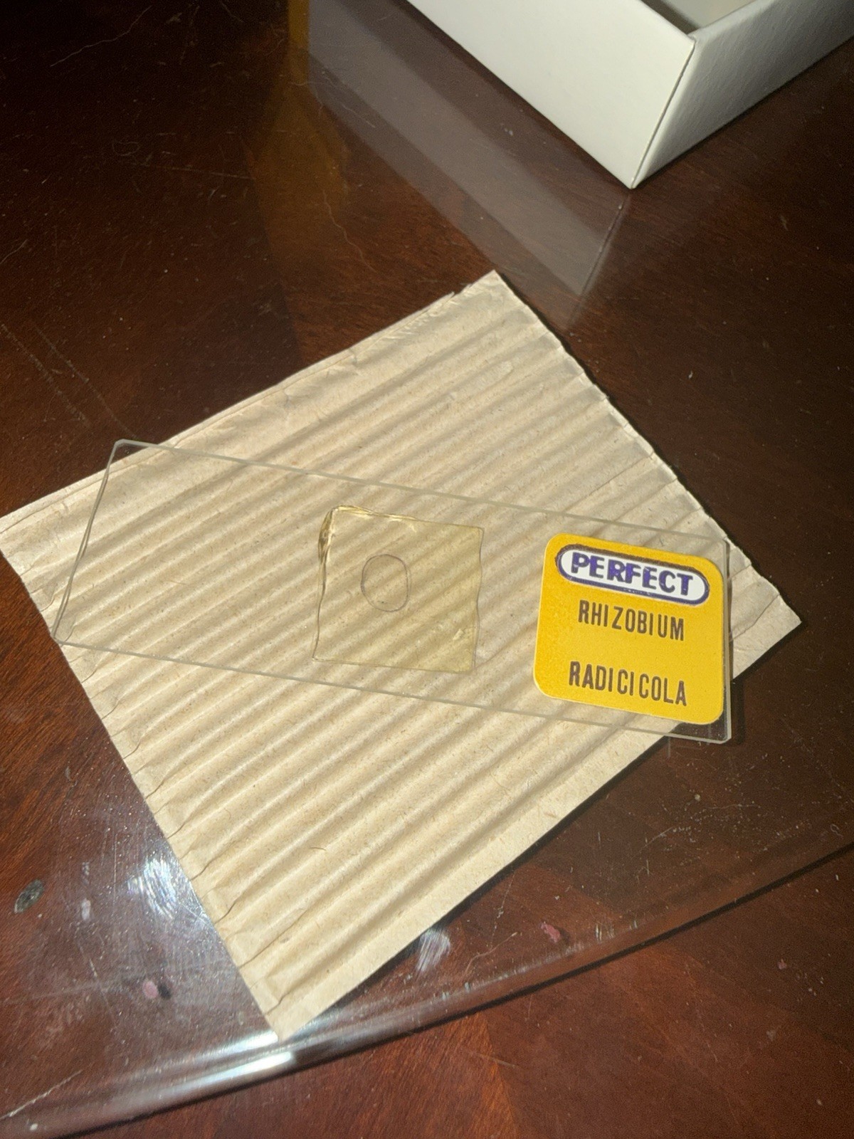 Vintage Perfect Prepared Bacteria Specimen Slides 810-D *Pristine Condition*