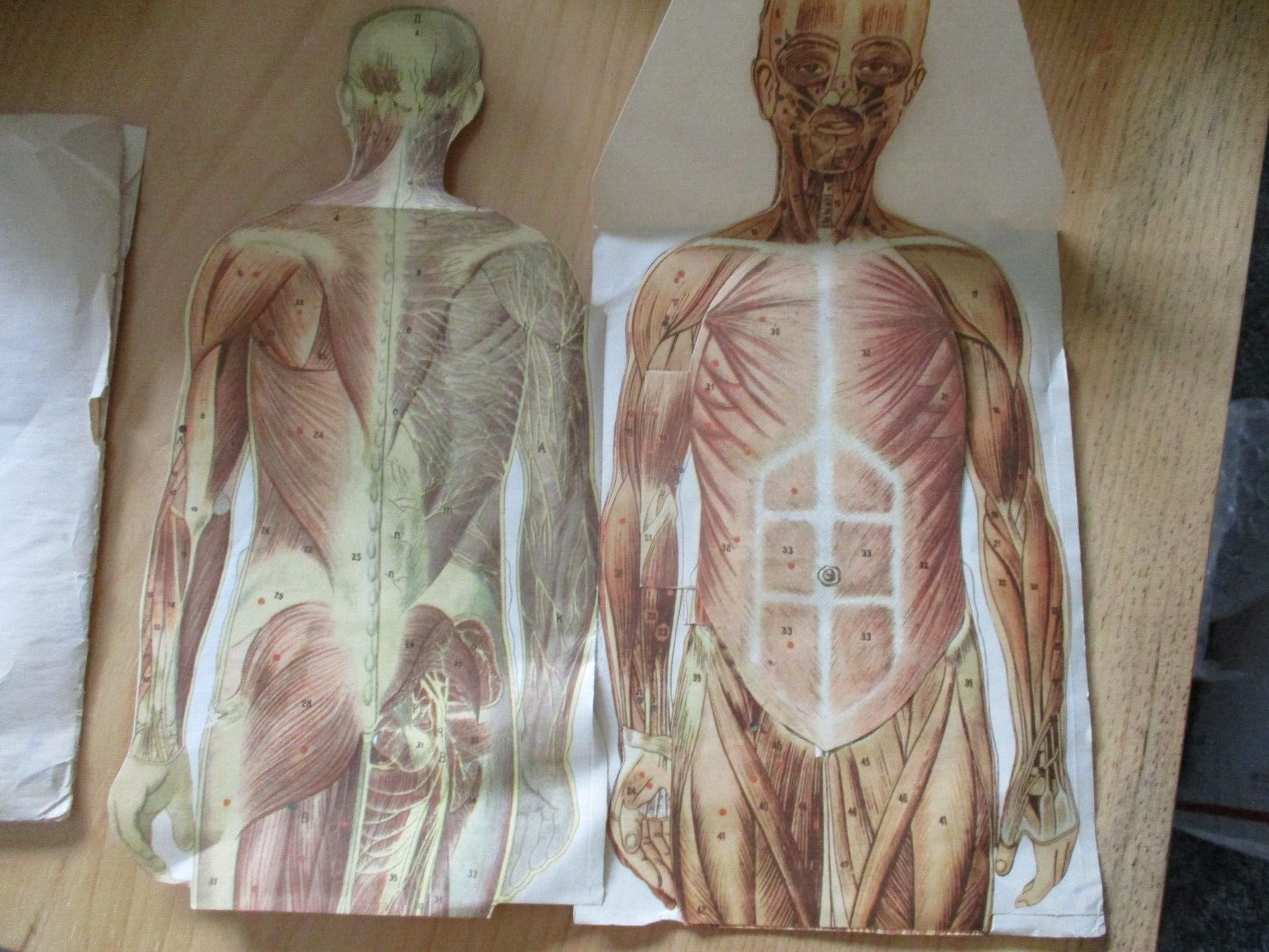 Vintage Anatomical Sectional Models Flip Charts Mankins