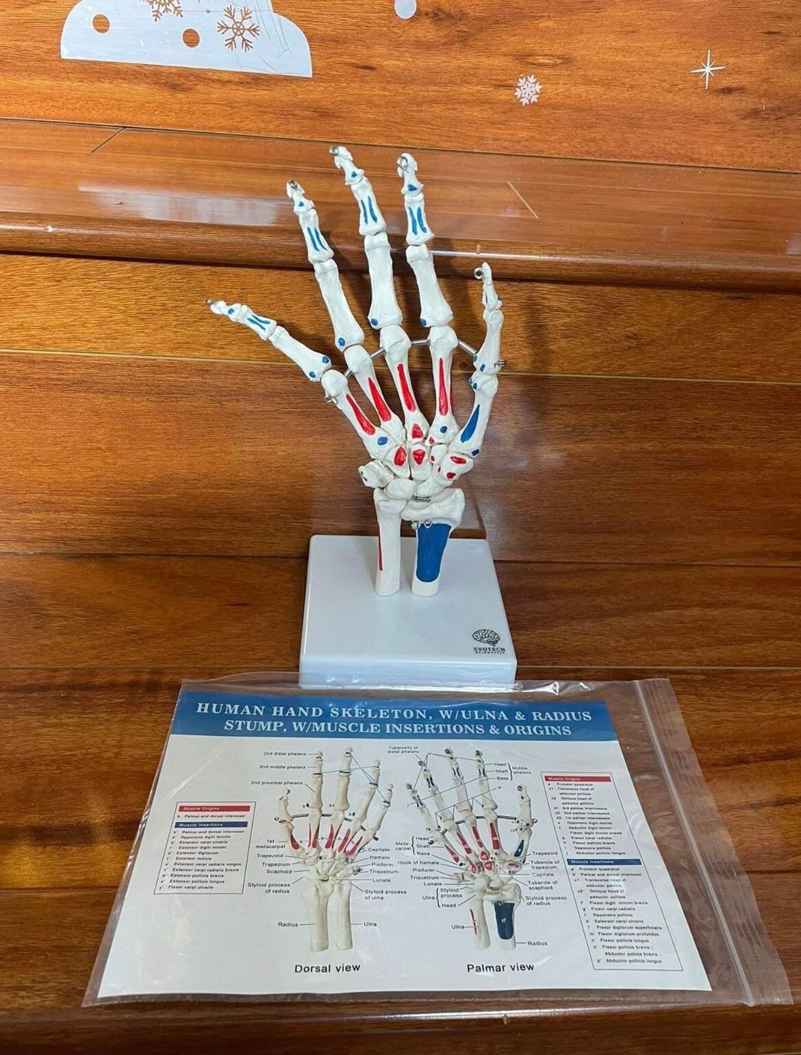Hand Skeleton Model Articulated Joints Shows Portion of Ulna-Radius, Muscle Inse