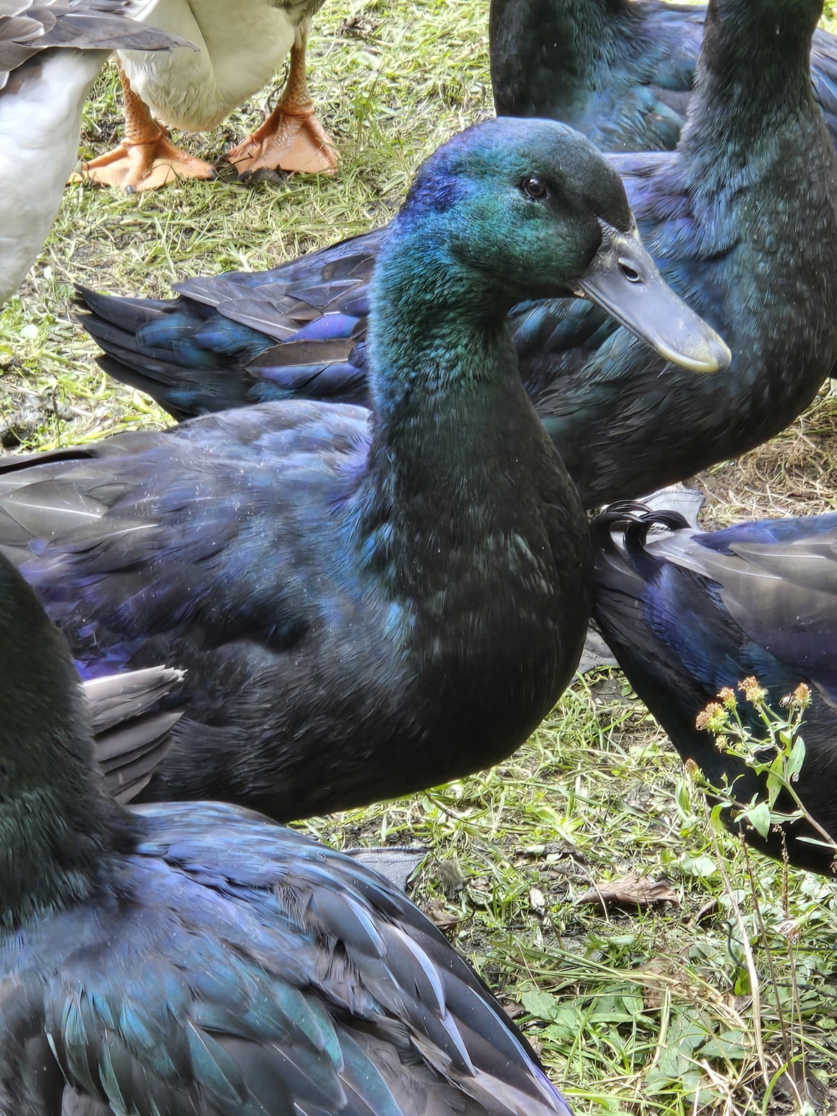 Cayuga Duck Hatching Eggs Pack of 6