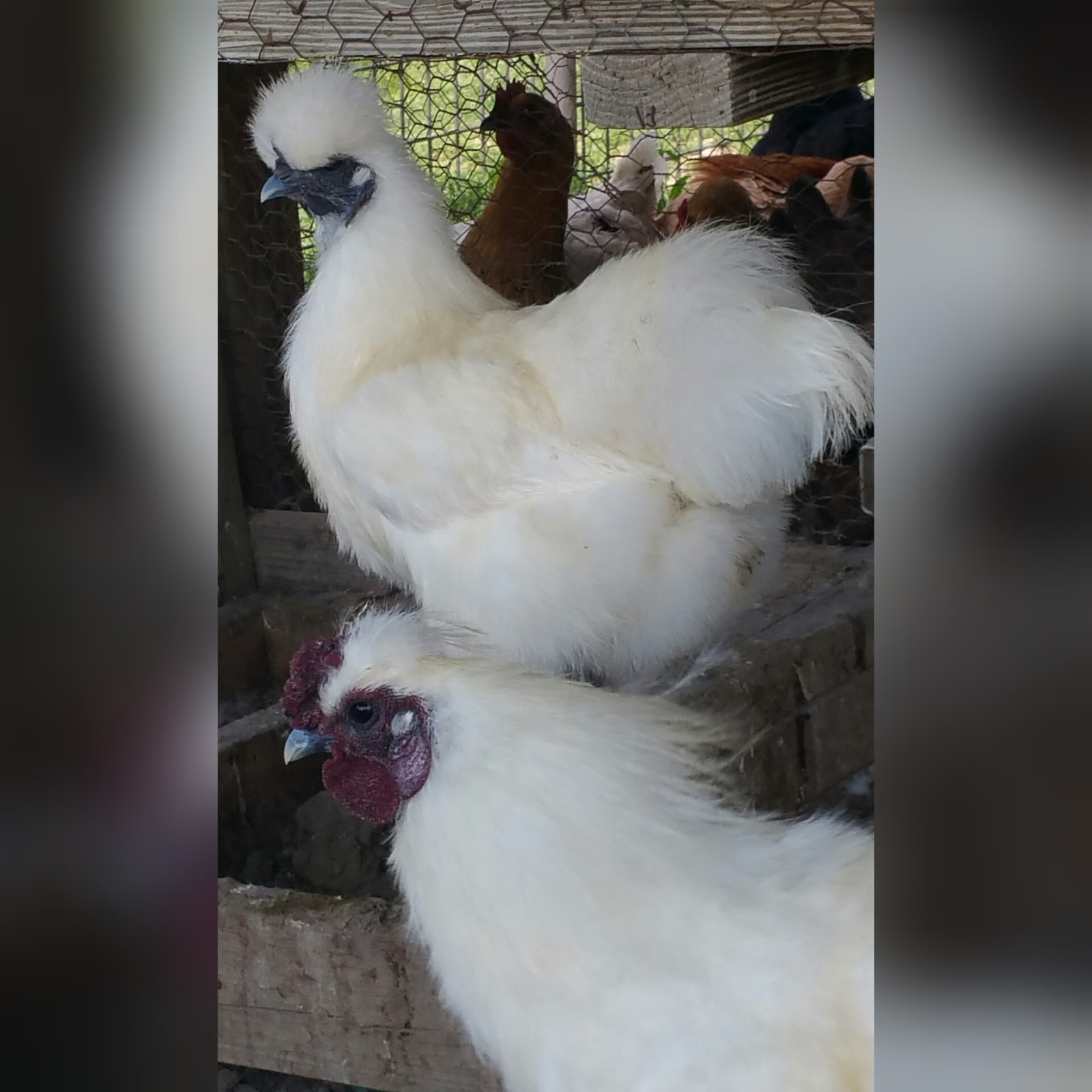 8 PURE WHITE SILKIE FERTILE HATCHING EGGS **Free UPS Ground Shipping