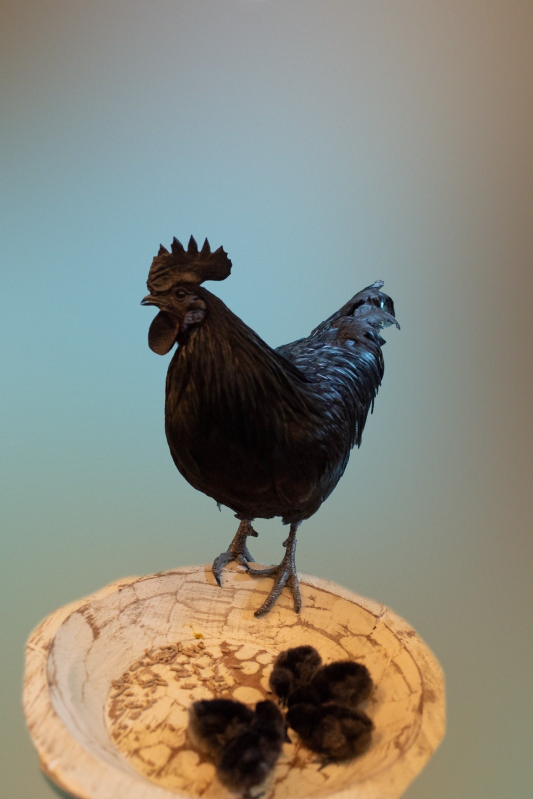 5 + 1 FREE Ayam Cemani Chicken Hatching Eggs | Happy Hatching!