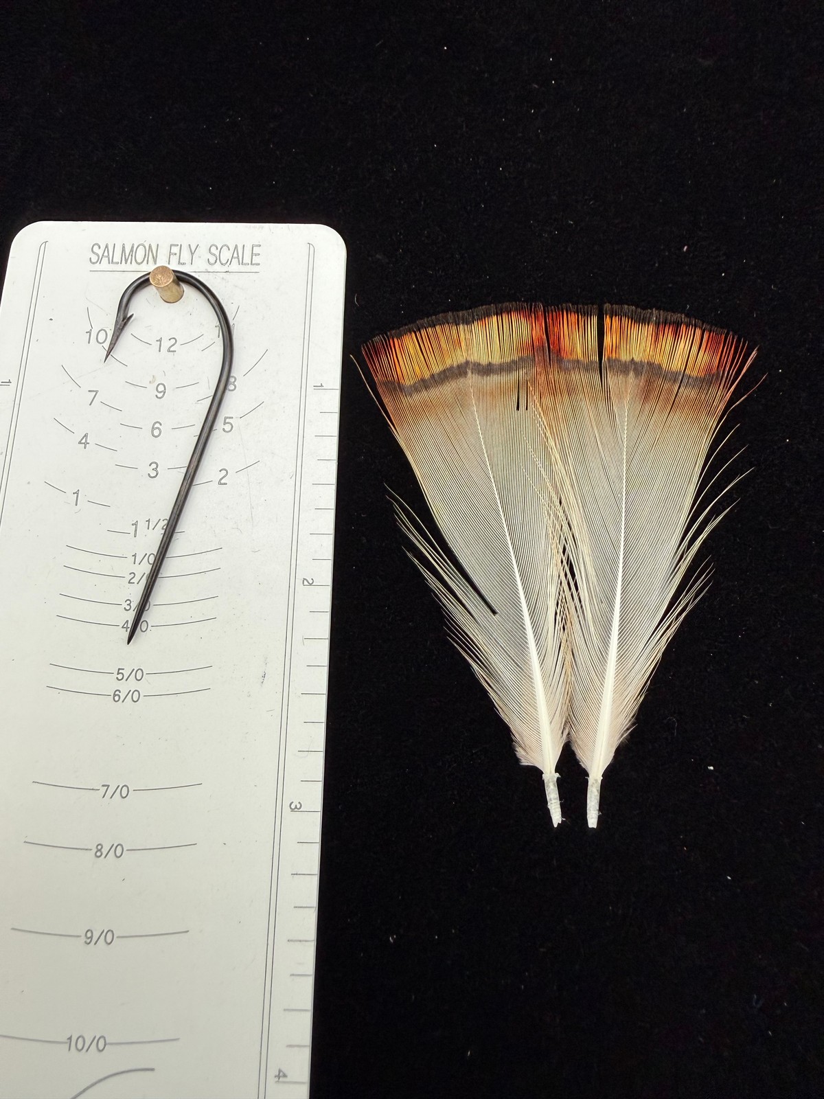 Splash Golden Pheasant Tippets RARE RARE