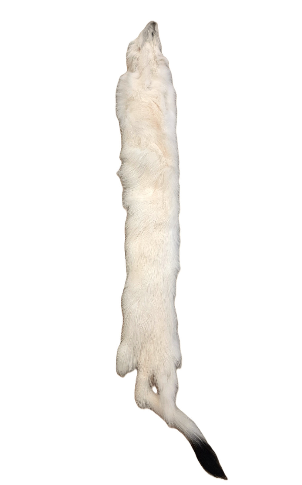 Tanned Weasel, Natural White