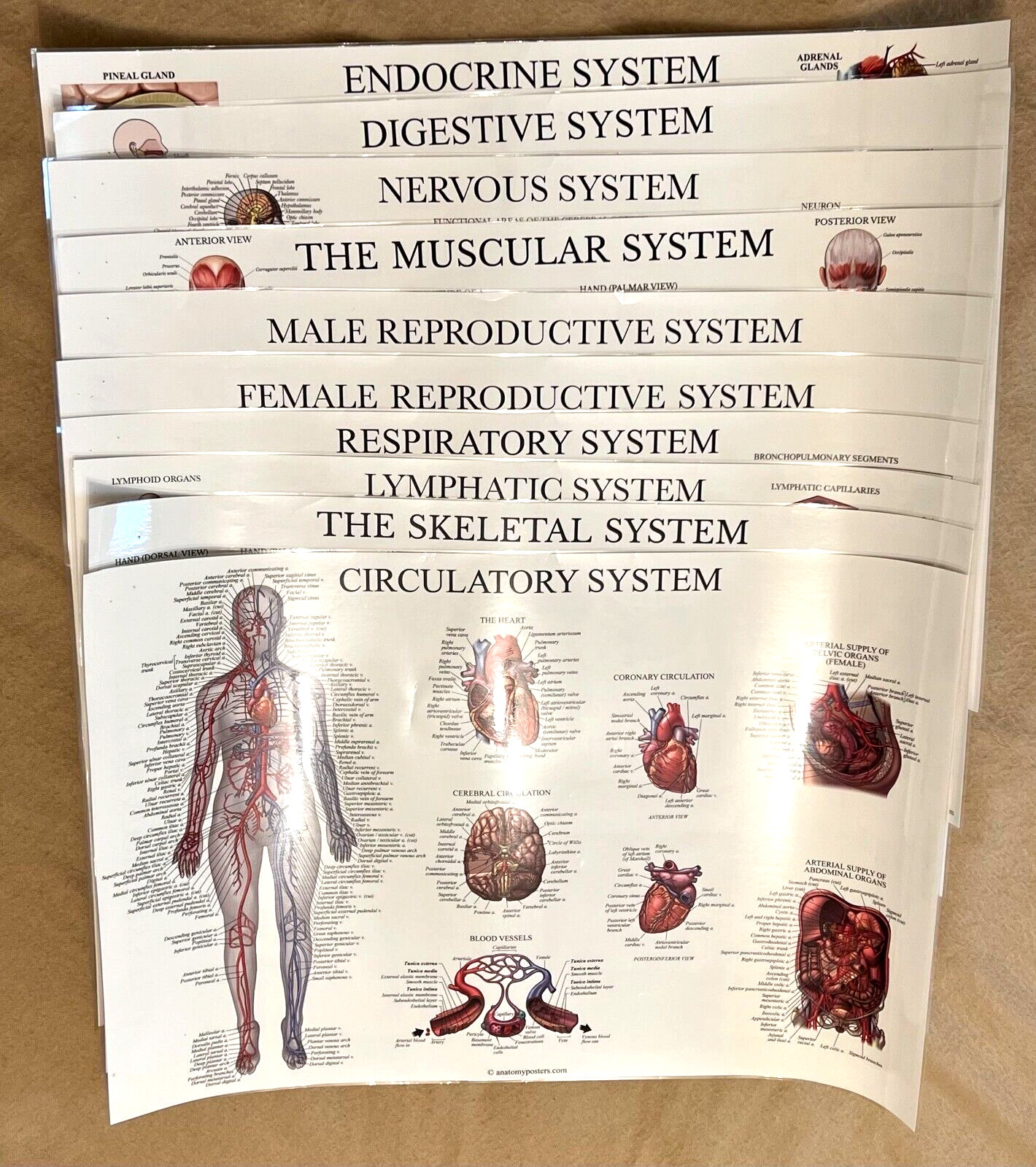 🔥 10 POSTERS: MUSCULAR, SKELETAL, DIGESTIVE, CIRCULATORY, LYMPHATIC, NERVOUS...