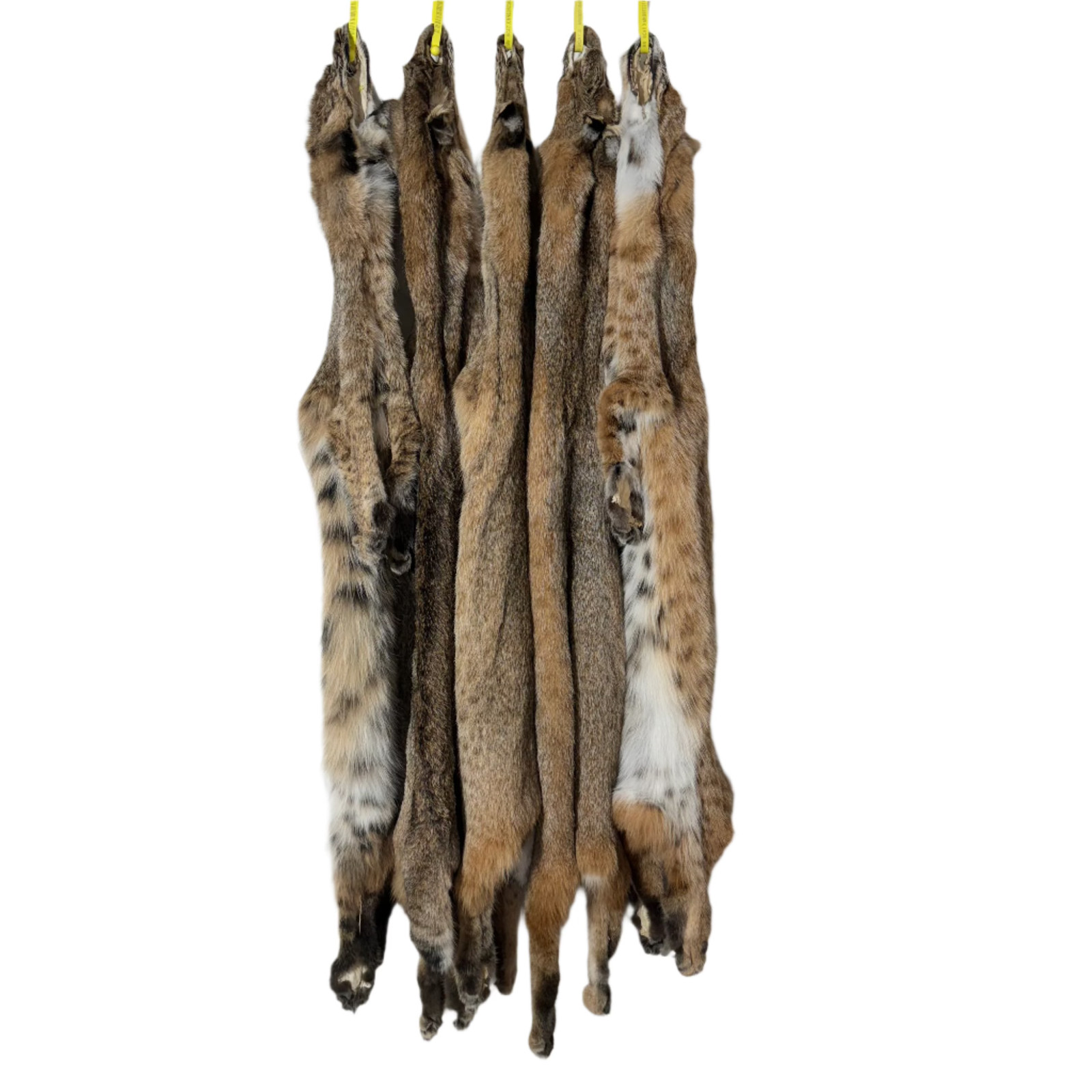 Premium MN Bobcats with Feet - Professionally Tanned Pelt