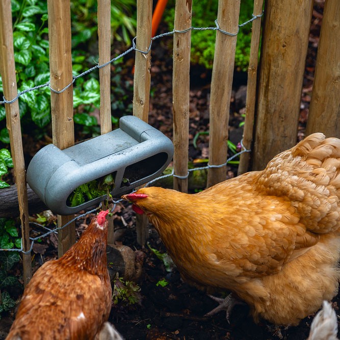 CHICKEN FEEDER WITH ATTACHMENTS 100 % RECYCLED