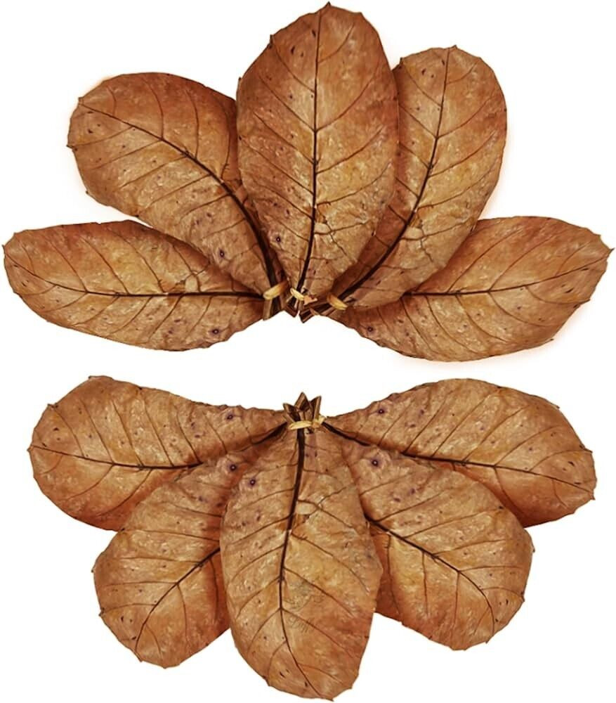 Catappa Indian Almond Leaves Ketapang Leaf Shrimp Betta Fish Aquarium