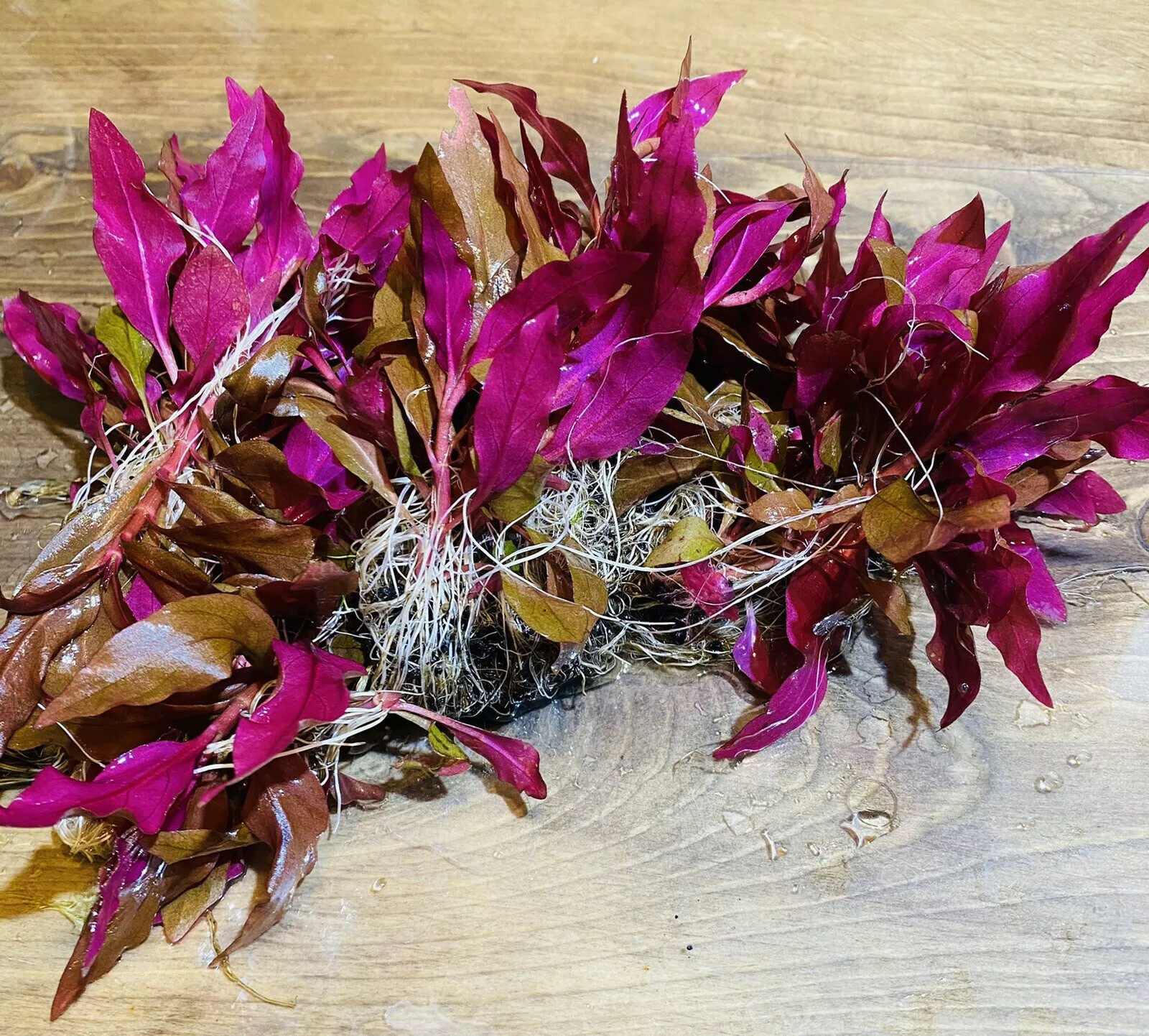 ALTERNANTHERA REINECKII - CARDINALIS ROSEAFOLIA - LIVE AQUARIUM AQUATIC PLANTS
