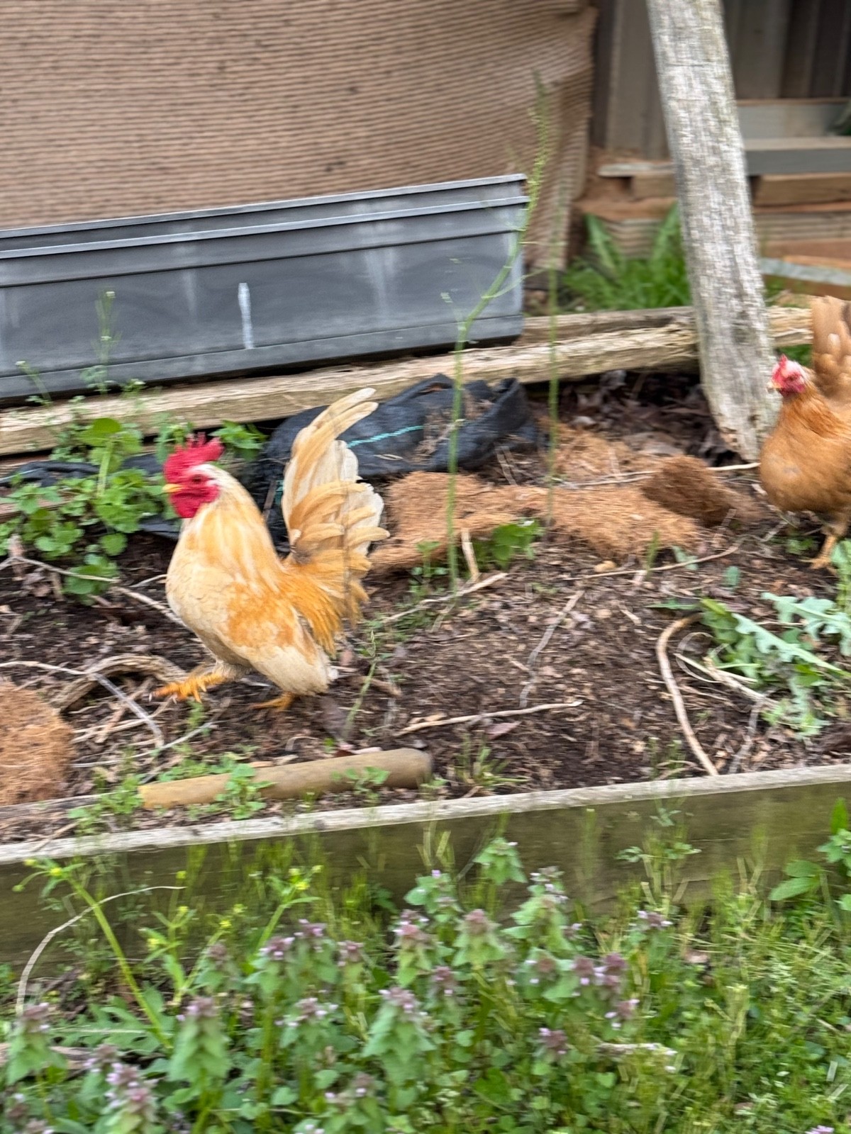 10 + small Serama Chicken Hatching Eggs