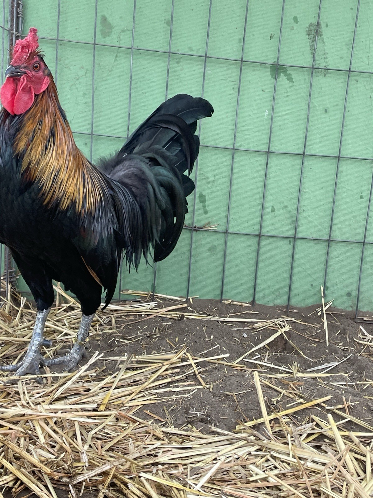 6+ Chicken Hatching Eggs