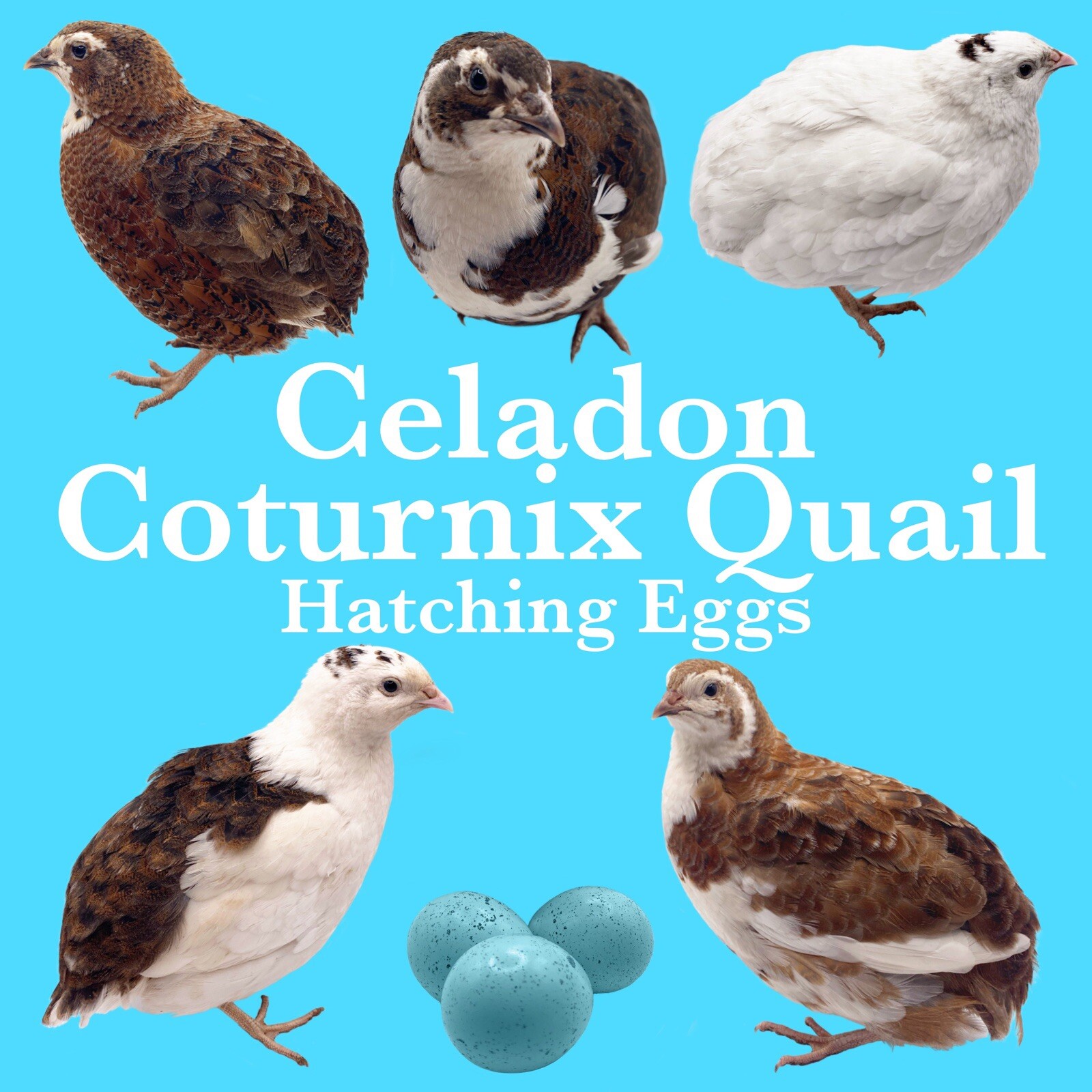 6++ Celadon Coturnix Quail Hatching Eggs