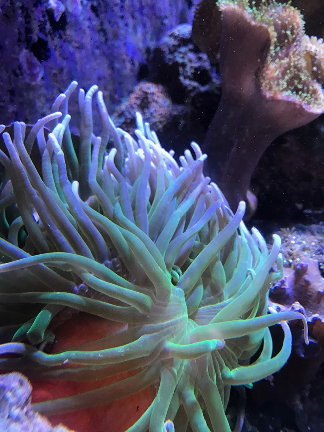 Reef Calcium 250Ml