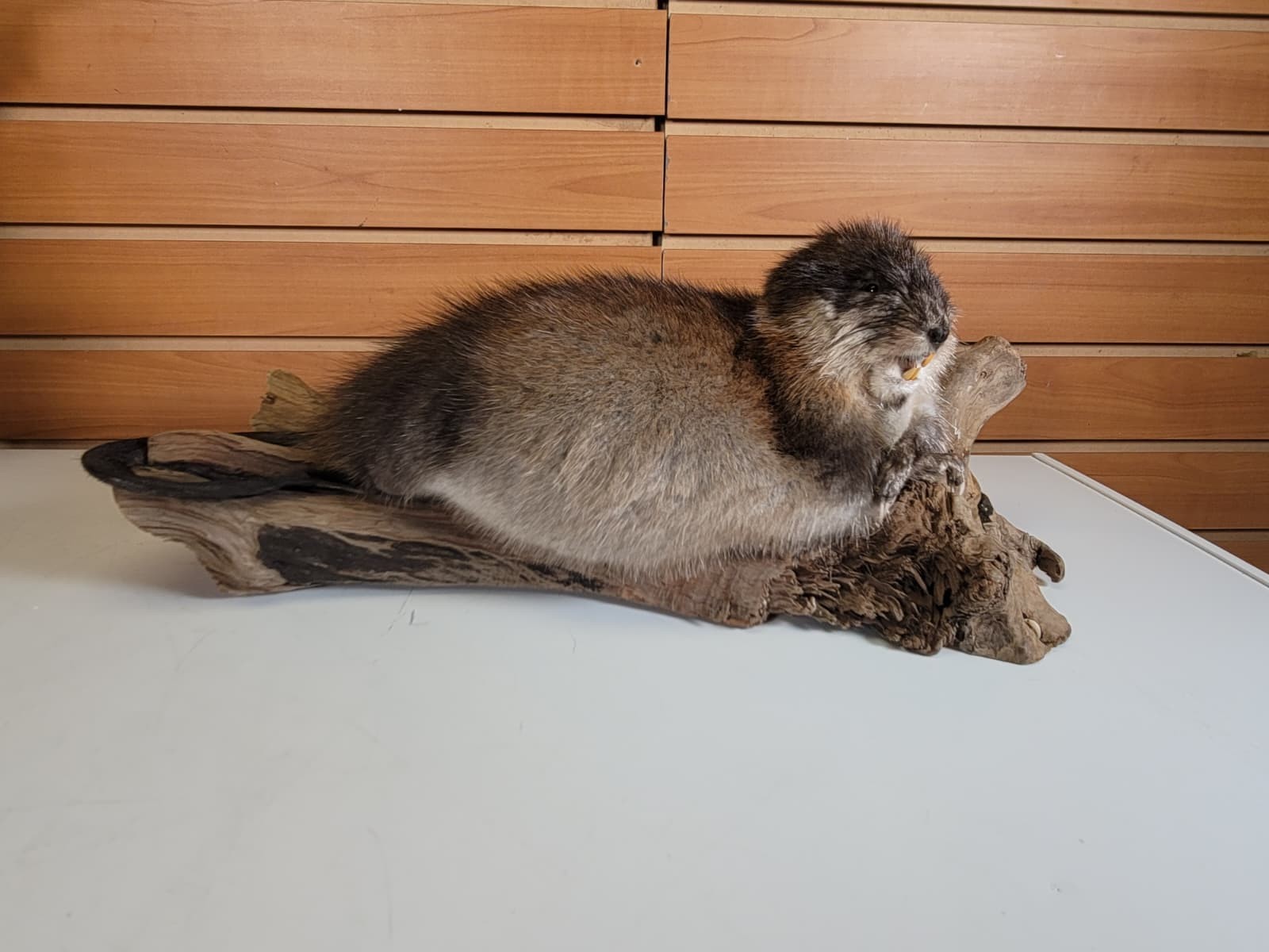 FHMUSK6 - Muskrat Taxidermy Mount