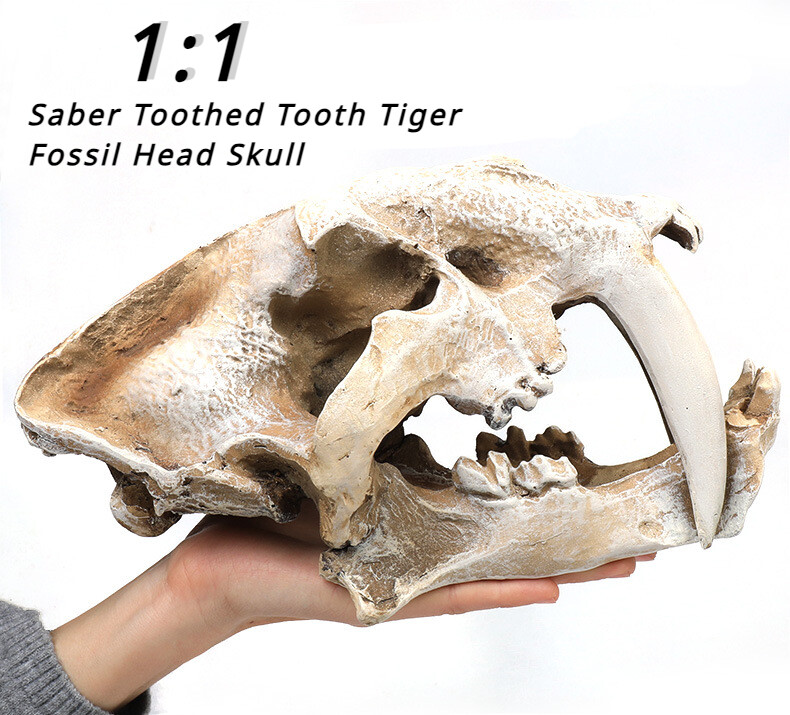 Saber Toothed Tooth Tiger Fossil Head Skull Prehistoric Figure Statue Replica