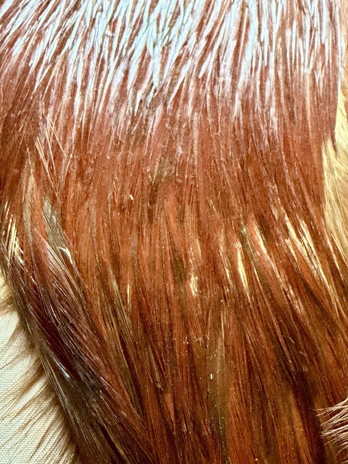 Wapsi Grade # 1 Cape, Natural Brown 481-SH-E-L