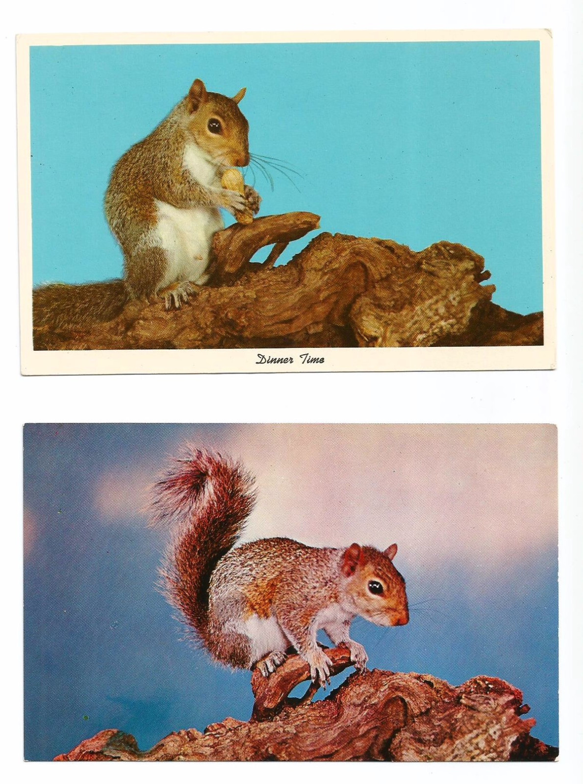 2 Squirrel Postcards Wildlife