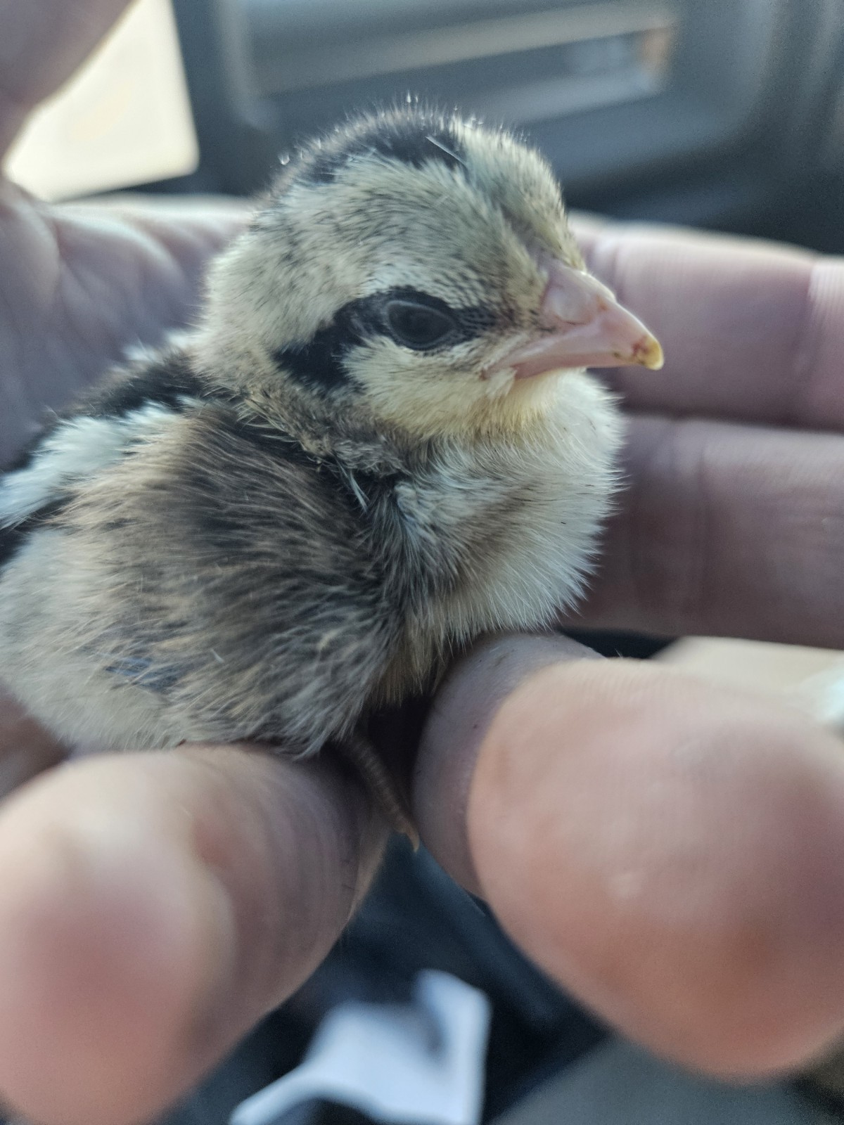 6+ Pure Silver Phoenix longtail Chicken hatching eggs L@@K!