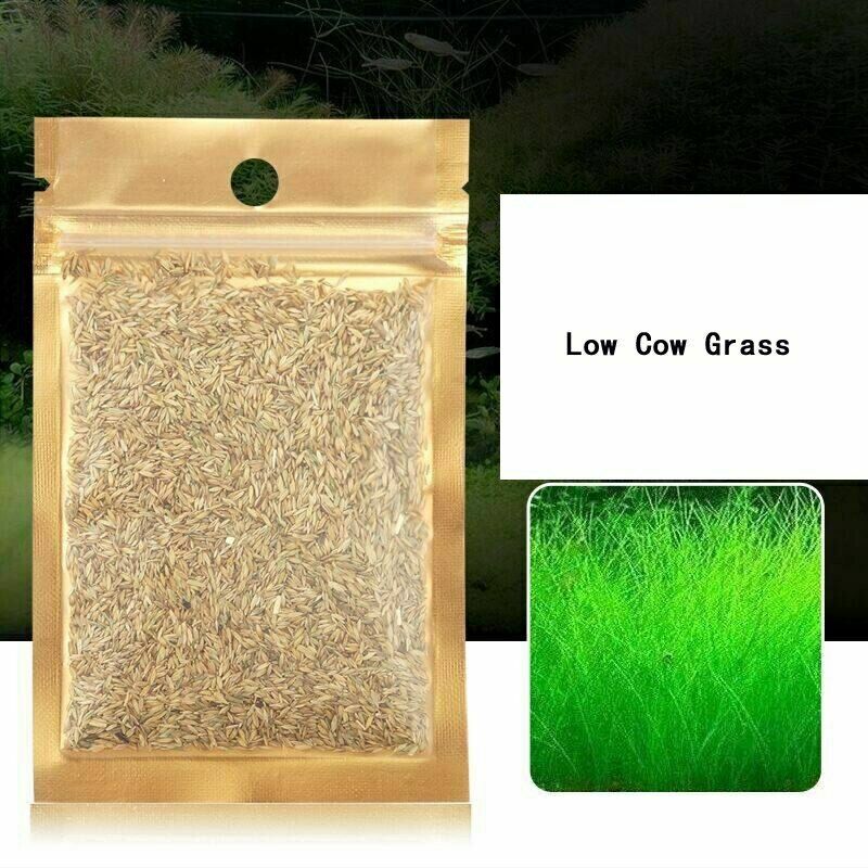 Aquarium Grass Seeds (Small Cow Hair Grass) Aquarium plant USA