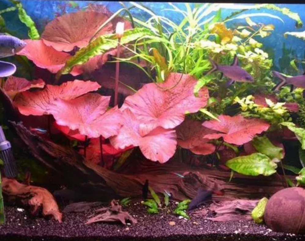 Red Tiger Lotus – Live Aquarium Plant – Easy Care – Vibrant Red Leaves