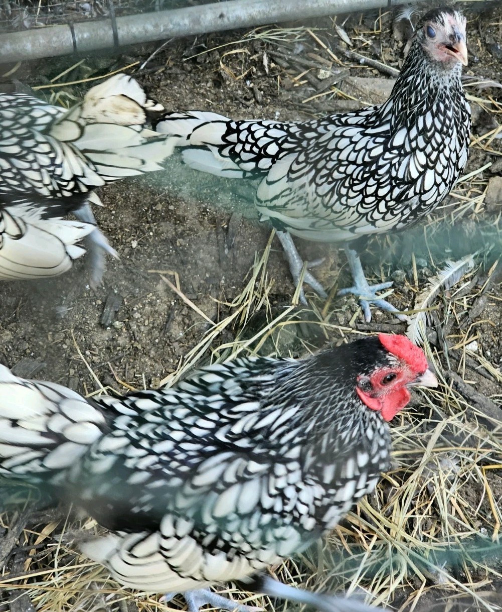 12+ bantam/easter egger cross, possible purebreeds!!