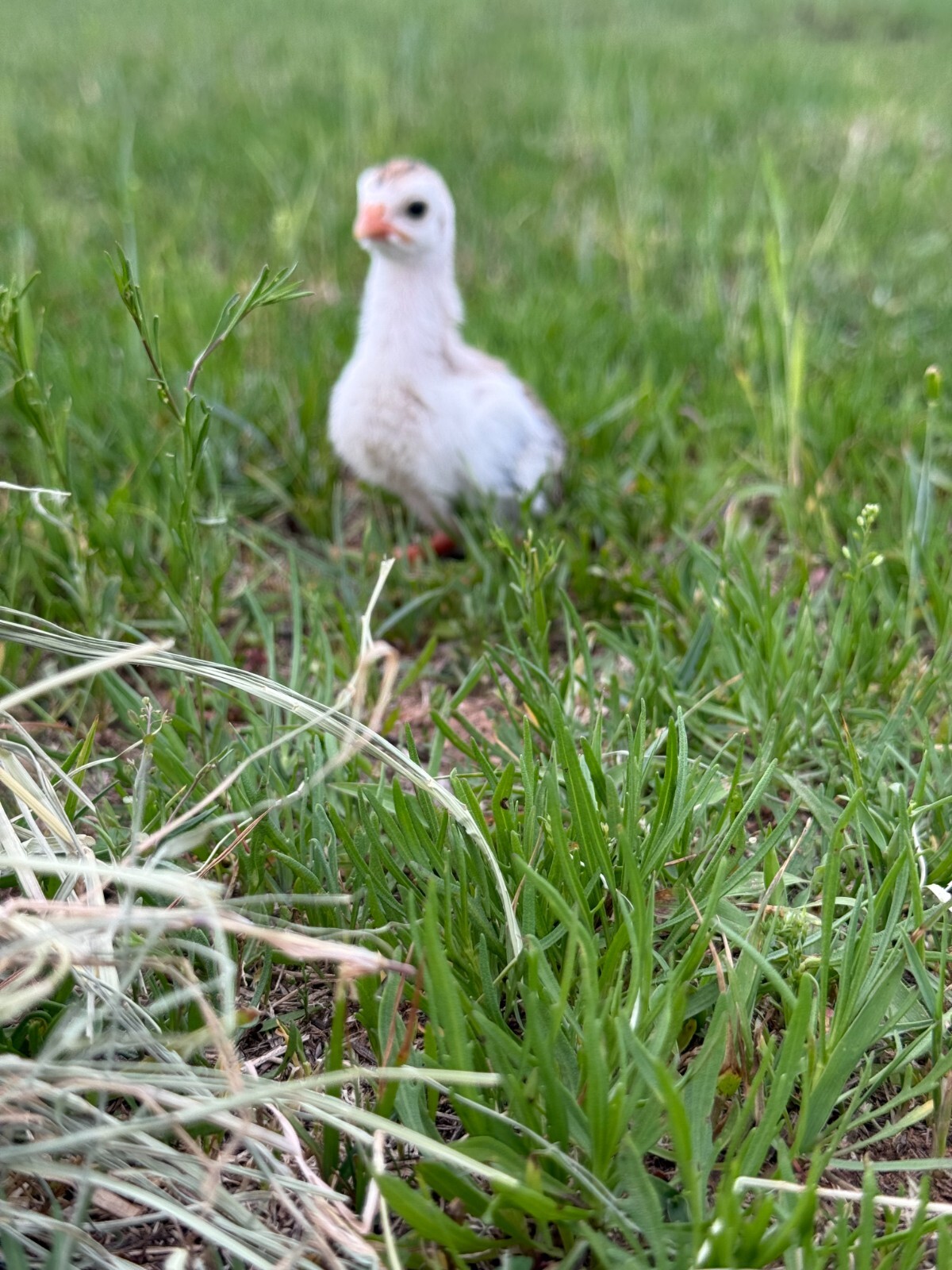 14 FRESH GUINEA FOWL HATCHING EGGS READY