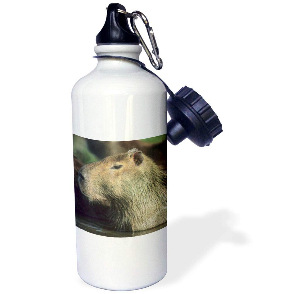 3dRose Capybara Wildlife Llanos Venezuela Sports Water Bottle 21oz White