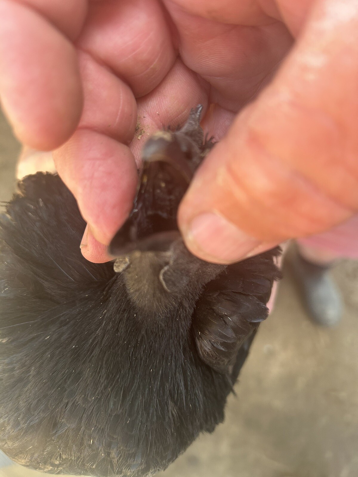 5+ Ayam Cemani Hatching Eggs Fast Shipping NPIP certified