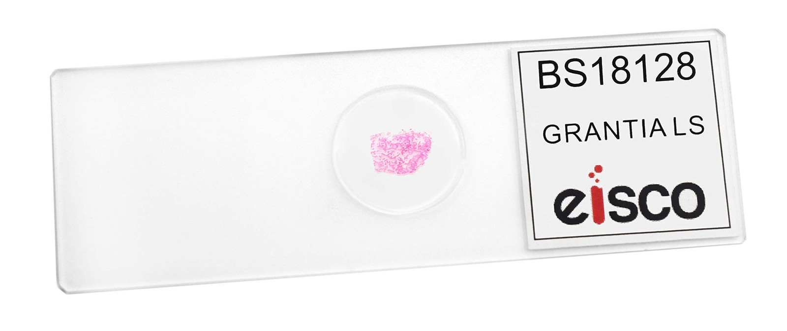 EISCO Grantia, Longitudinal Section - Prepared Microscope Slide Single