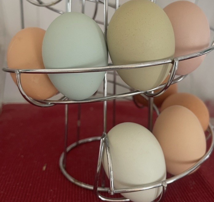 6 fertile hatching chicken eggs - Beautiful Barnyard Mix