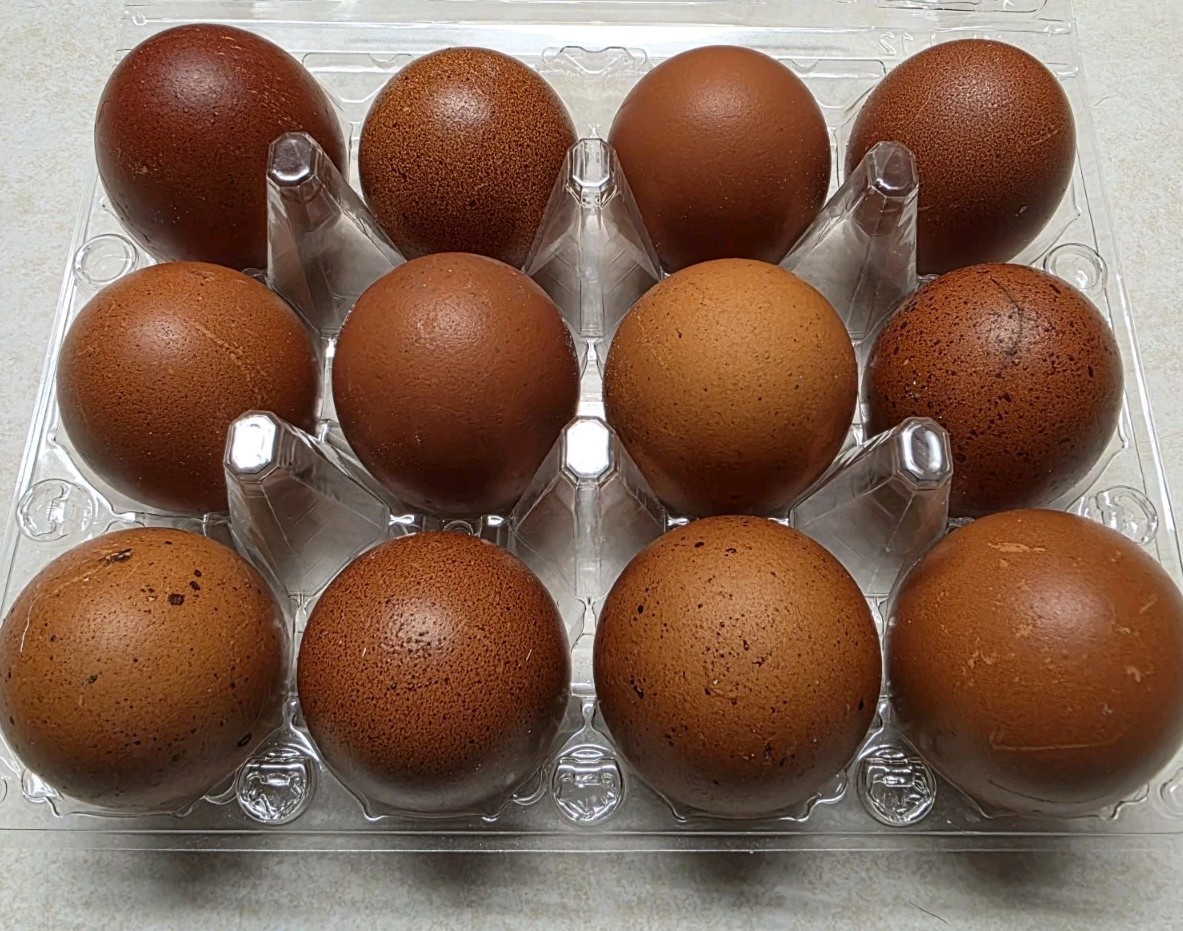 NPIP 12+ Fertile Chicken Hatching Eggs Pure Black Copper Marans Alchemist Stock