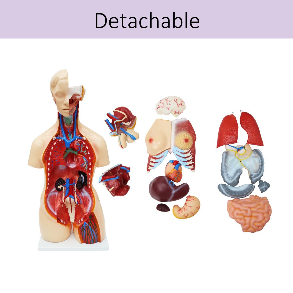 25 Pieces Replaceable For Men and Women Human Torso Model Detachable PVC