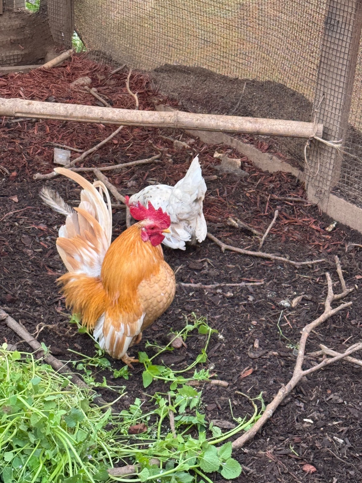 10 + small Serama Chicken Hatching Eggs