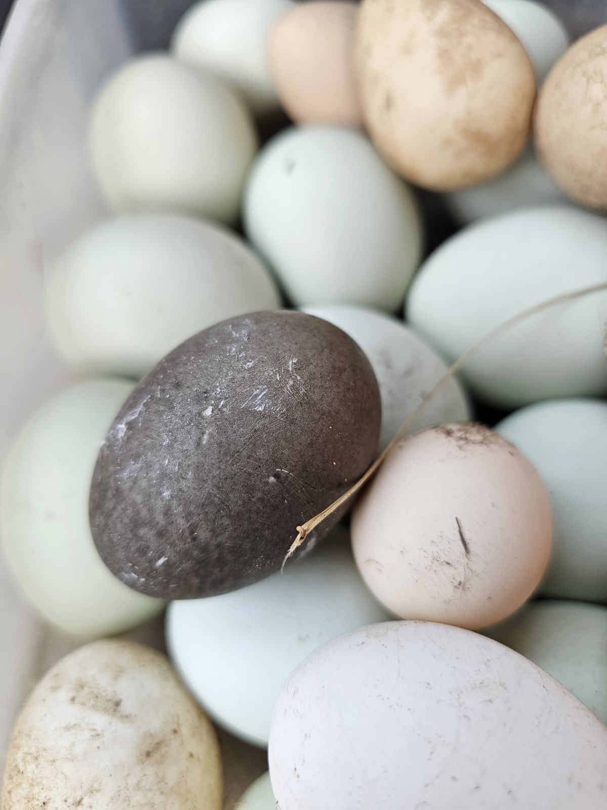 Vaux Fields Poultry Farm - 12 Assorted *Mystery* Hatching Eggs!