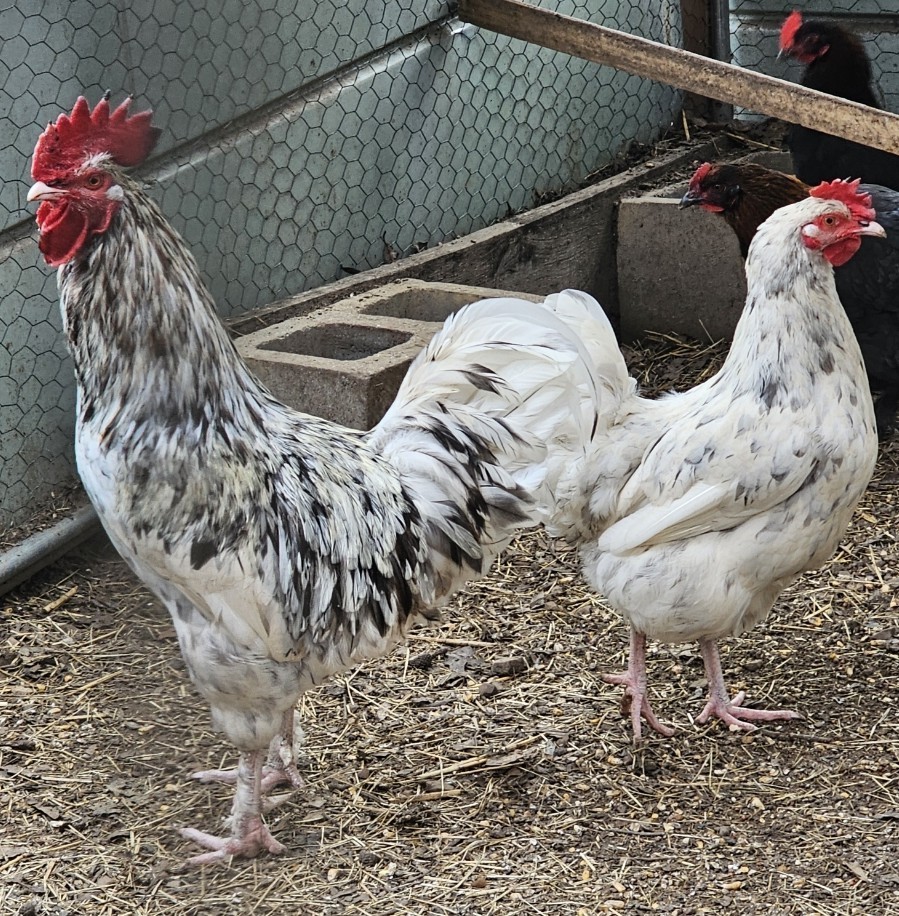 Hatching Maran Eggs 8 (Splash, Blue And Black Copper