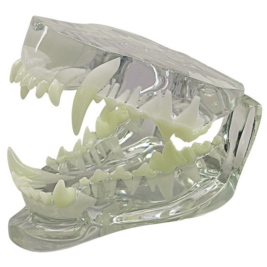 Canine CLEAR Teeth Jaw Anatomical Model wKey LFA#9196 Make Us An Offer SEE VIDEO