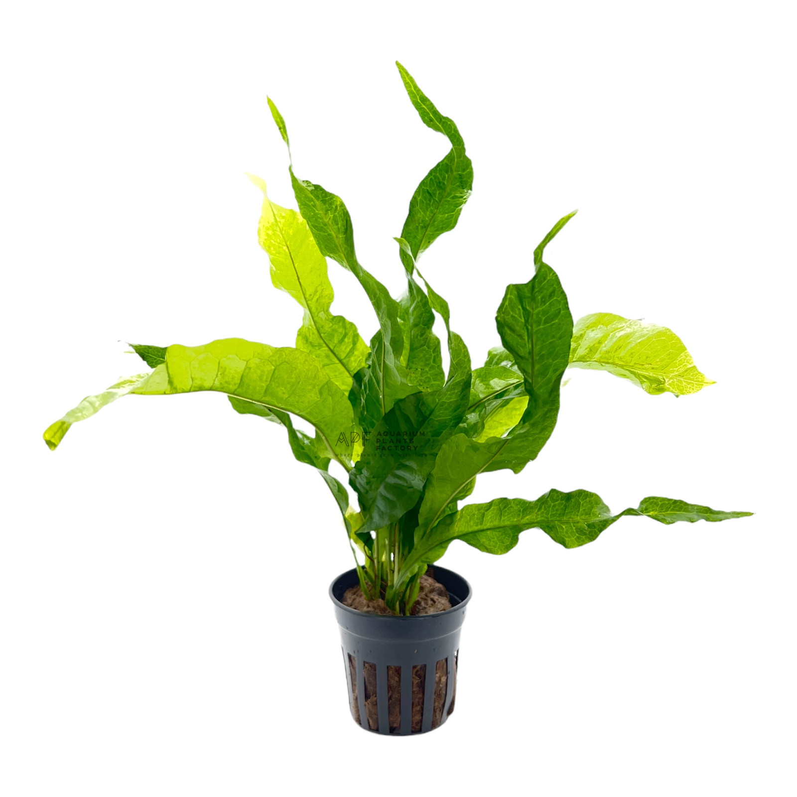 Java Fern Broad Leaf | Aquarium Plants Factory®