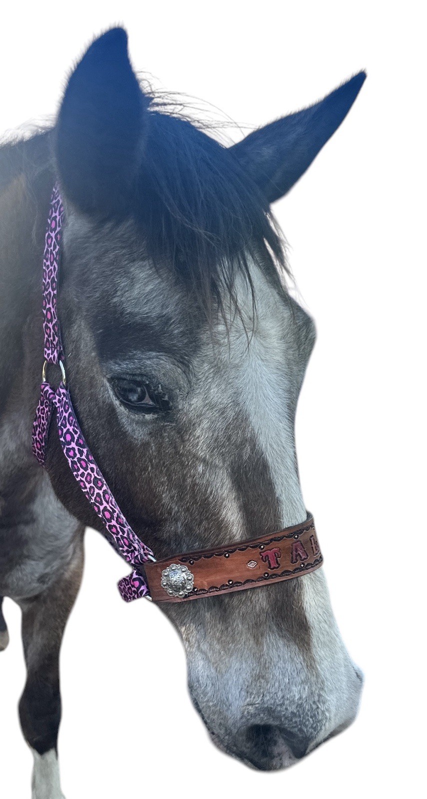 Personalized Nylon Horse Halter Pink Cheetah