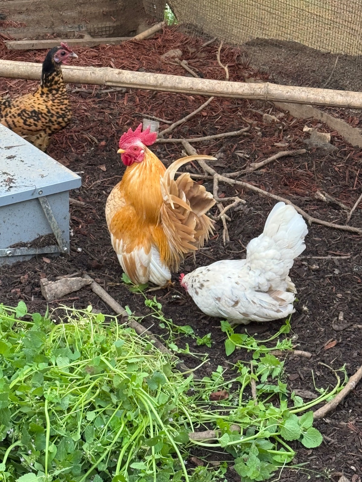 10 + small Serama Chicken Hatching Eggs